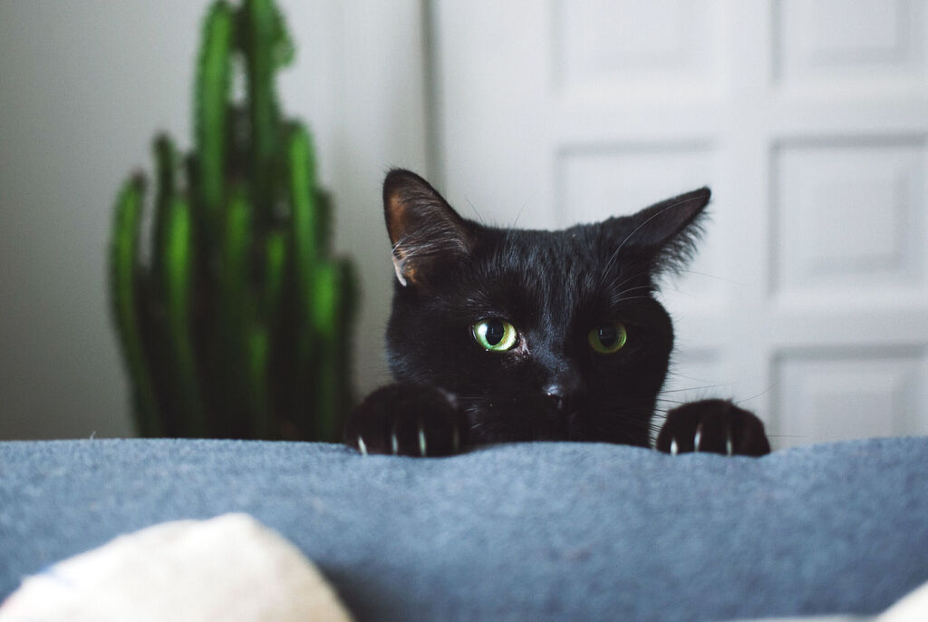 Un chat noir aux yeux verts regarde curieusement par-dessus le canapé.
