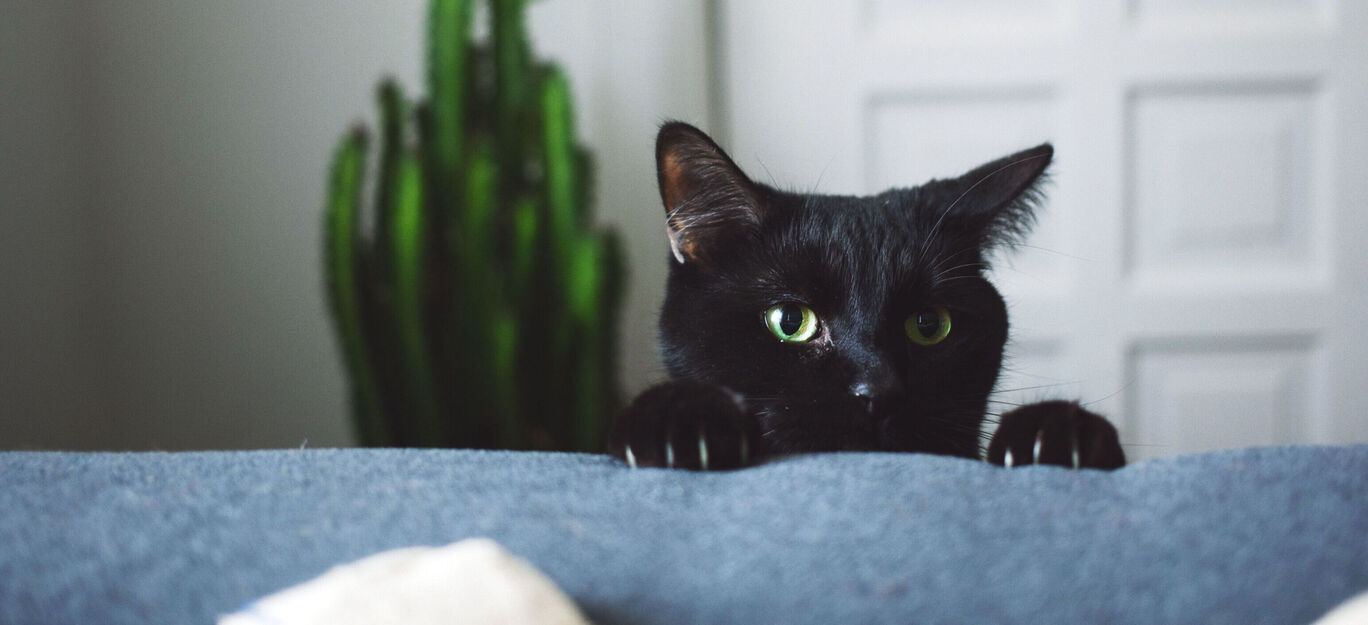 Un chat noir timide regarde par-dessus un canapé.